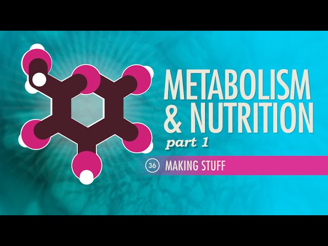 Metabolism & Nutrition, Part 1: Crash Course Anatomy & Physiology #36